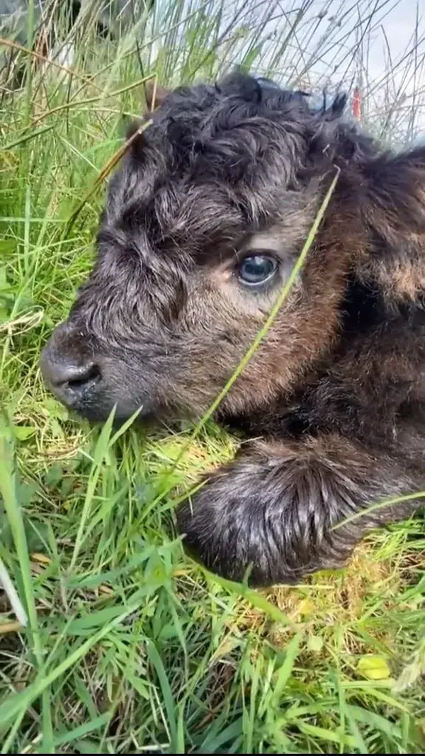 This baby cow is so cute