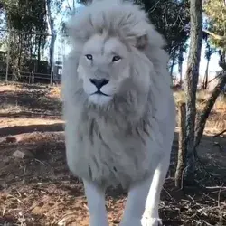 most unique lions on Earth | Rare breed of lions | Beautiful lions