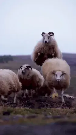 This one time of year when Icelandic sheep learn how to fly