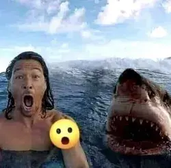 Markipyers Shark