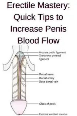 Erectile Mastery: Quick Tips to Increase Penis Blood Flow