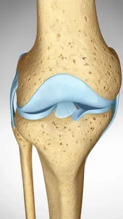 See the 4 Main Ligaments that Support and Stabilize Your Knee