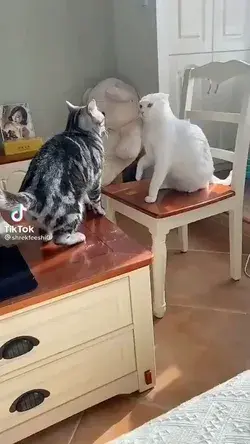 Funny Cats Boxing