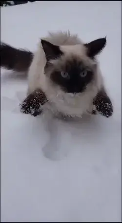 I don't think he likes the snow.