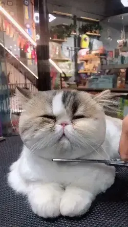 ❤Super Cute and Funny Cats Life🤣|| Pet City