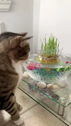 How to Make a Cat Grass Pond for Your Cat