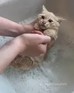 Bath day for the new kittens that came in last night