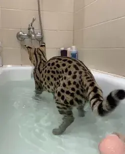 f1 savannah cats love water