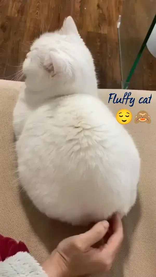 Fluffy cat 😌🙈|cute cat |white cat |Parisian cat |baby cat
