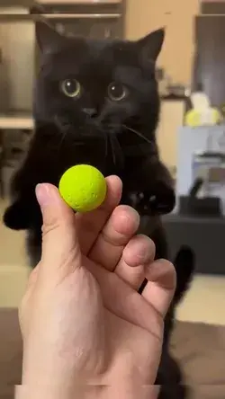 Funny Cat Play with a Ball