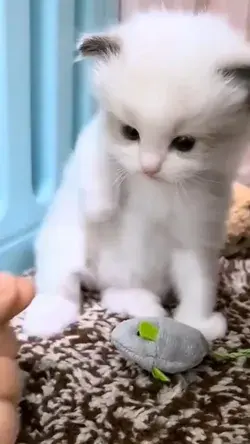 Follow for more Cute Videos !