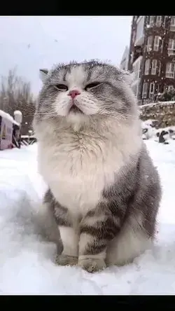 😼💓❄❄