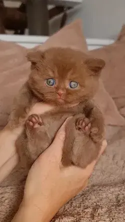 cute kitten