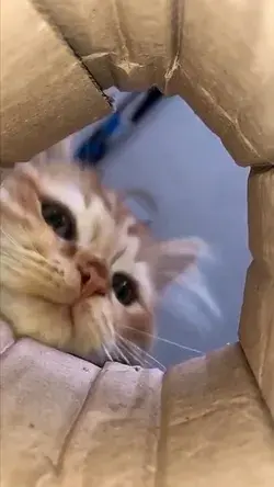 😂Lovely cat,可爱的猫咪，你把我的相机弄坏了。