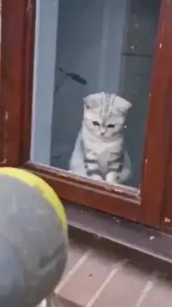 Funny cat video