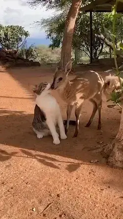 cat: i love this fawn so much