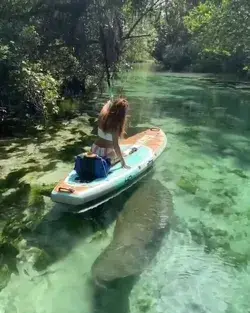 So busy staring at the cutie in front of me,I had no idea there was another manatee right behind me!