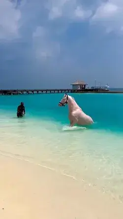 This stunning white horse on the beach you can experience in the Maldives! 🐴🌴💚