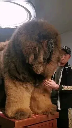 Big tibetan mastiff  #FunnyAnimals 😄