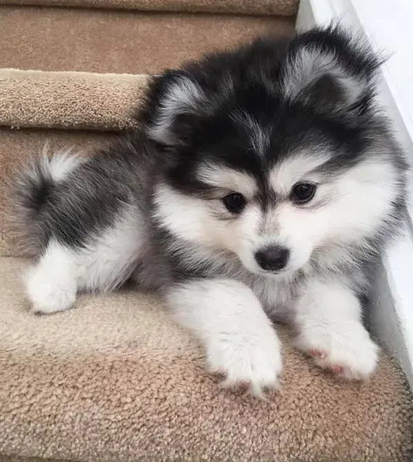 Pomsky Puppy 