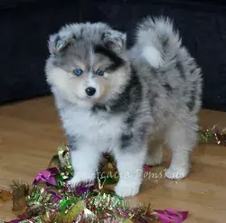 Acacia Pomsky Puppies