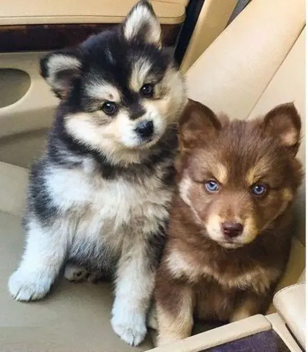 Pomsky