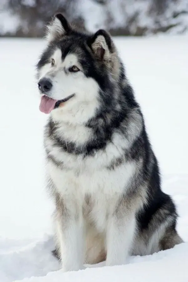 Siberian Husky, Husky Dogs