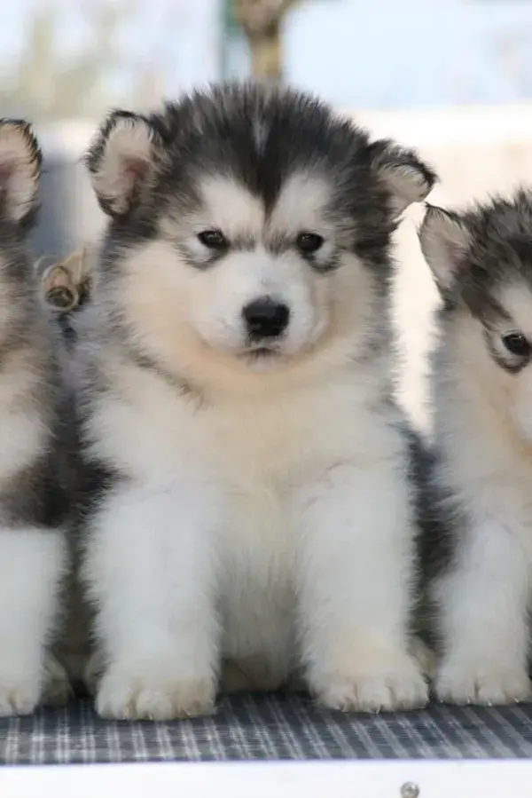 maatalaskanmalamute.it