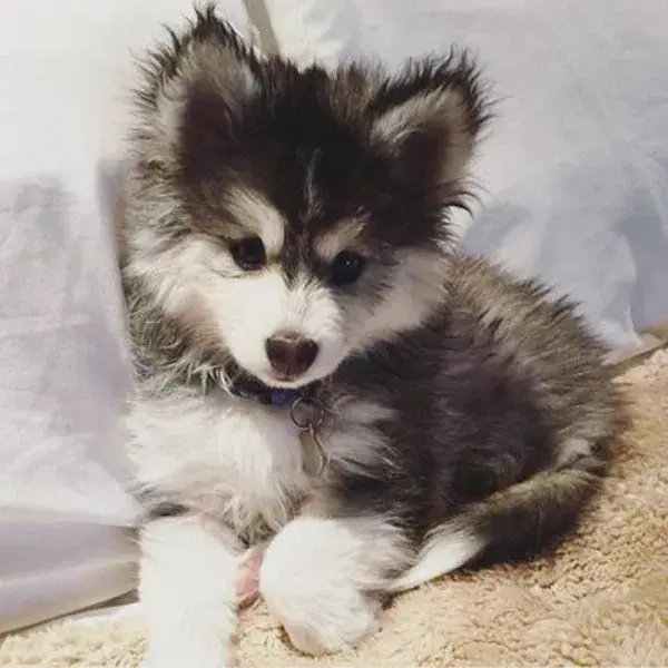 PomskyDog