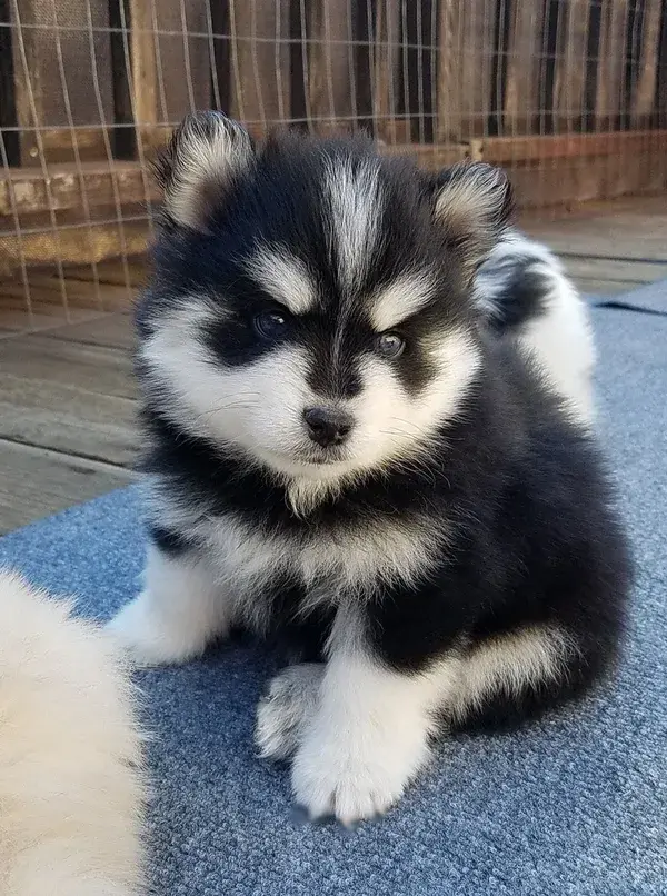 Acacia Pomsky Puppies