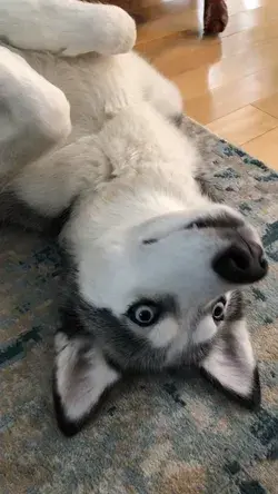 Laika 😀