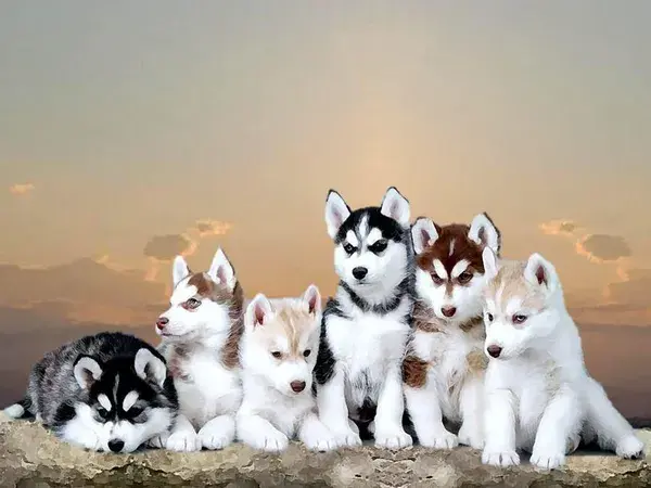 Siberian Husky Cute Dogs Puppies Dogs Lovers Aesthetics Dogs Tattoos Dogs Gifts Dogs Designs Funny