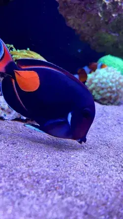 Beautiful Achilles Tang