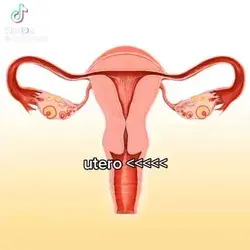 in utero>>>>>
