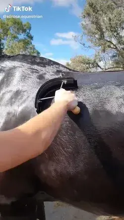 Satisfying horse video!