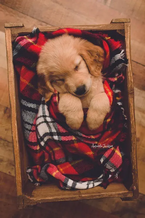 Cute Christmas Noel Puppy under blanket