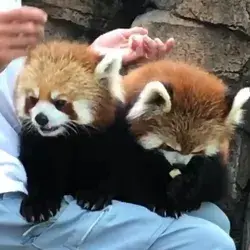 A majority of the red pandas diet is bamboo leaves,