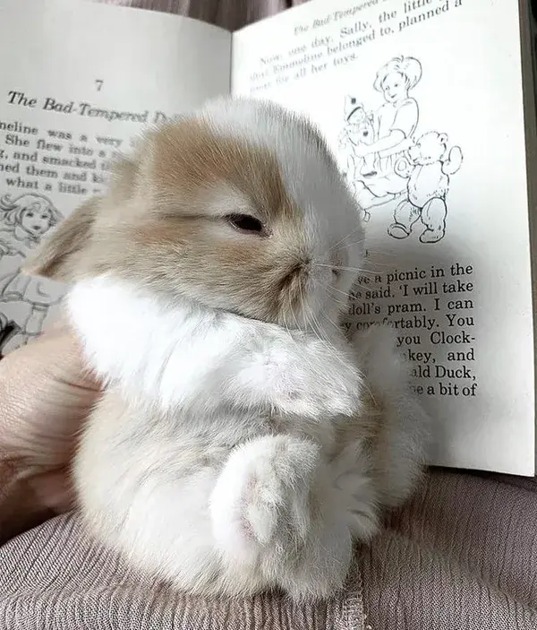 cute rabbit