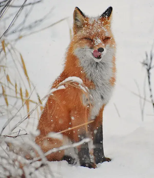 Delicious snow