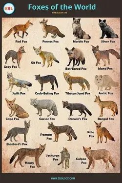 Types of Foxes