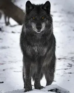 The Majestic Beauty of Husky Dogs: A Photo Gallery