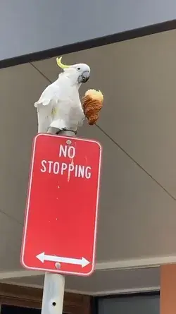 Just a cockatoo enjoying a croissant.