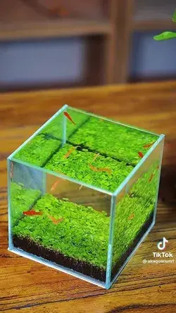 fish tank accessories fish tank decorations fish tank ideas fish tank themes fish aesthetic fishing