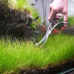 Aquascaping combines art and science