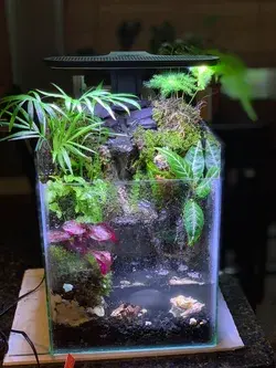 Nano Terrarium