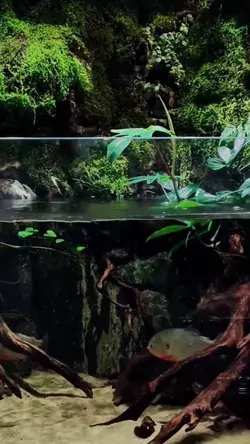 Amazing freshwater aquarium plantscape #freshwateraquarium #aquascape #aquarium #aquaticlife