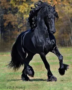 Friesian Connection