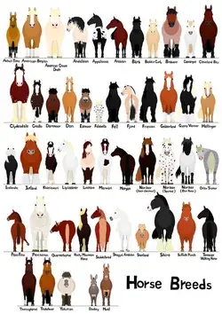 Horse breed chart