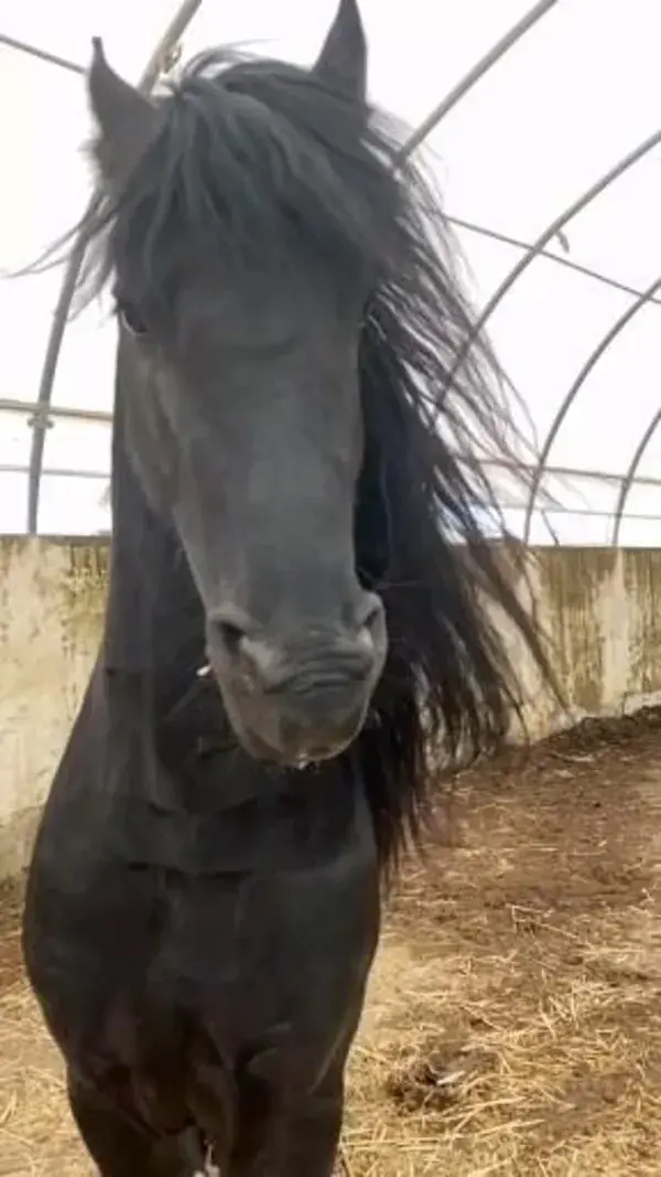 Pin by βŁΔĆҜŴĦIŦ€ on ✔️V...horses [Video] | Beautiful horses, Beautiful arabian horses, Cute horses