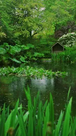 Rainy Afternoons in Magical Gardens